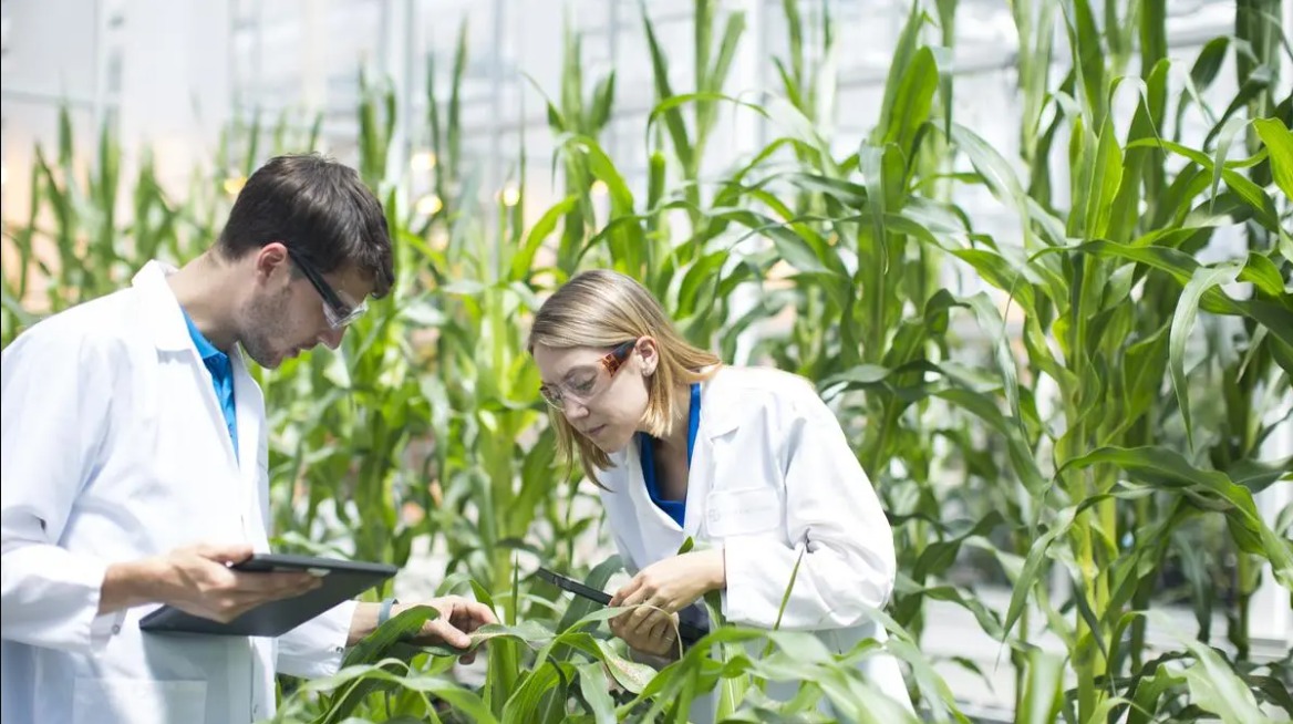 Genetic modification and crop yields