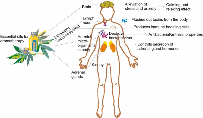 Aromatherapy: Benefits, Uses, and Health Effects