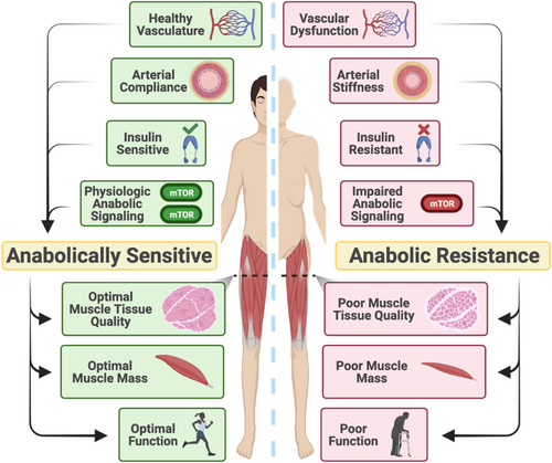 Anabolic Resistance