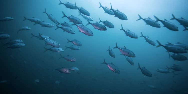 The Beat of the Blue Planet: Understanding Ocean Health